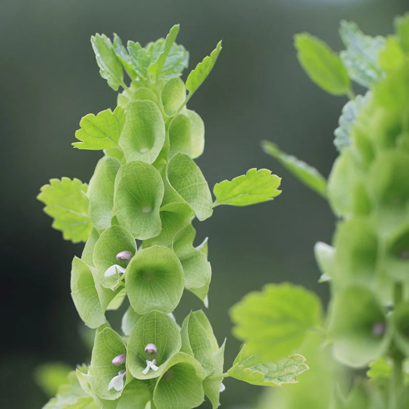 Jora Dahl | Moluccella laevis (Muschelblume)