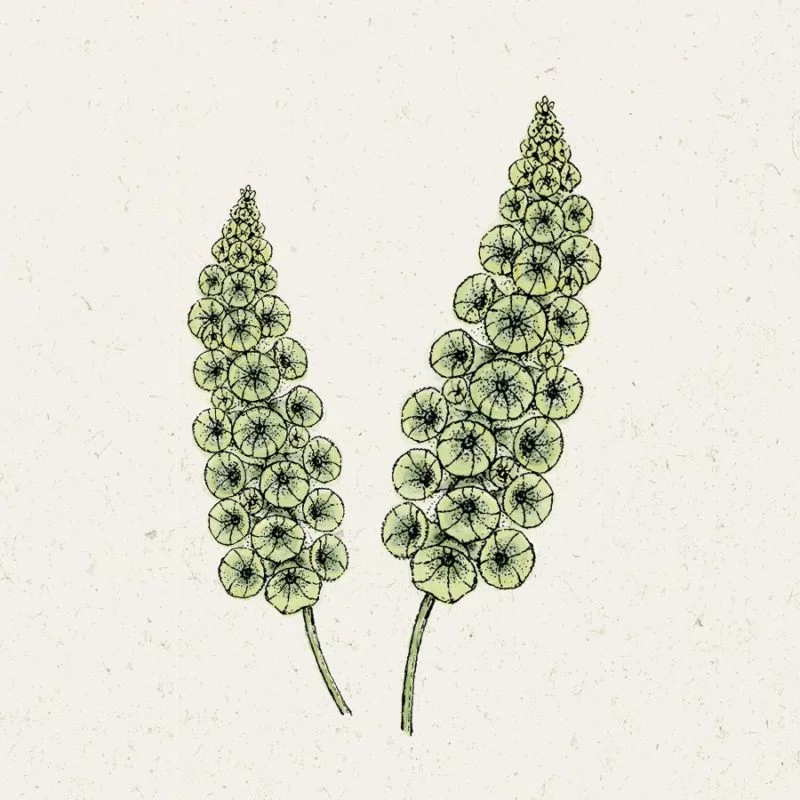 Jora Dahl | Moluccella laevis (Muschelblume)