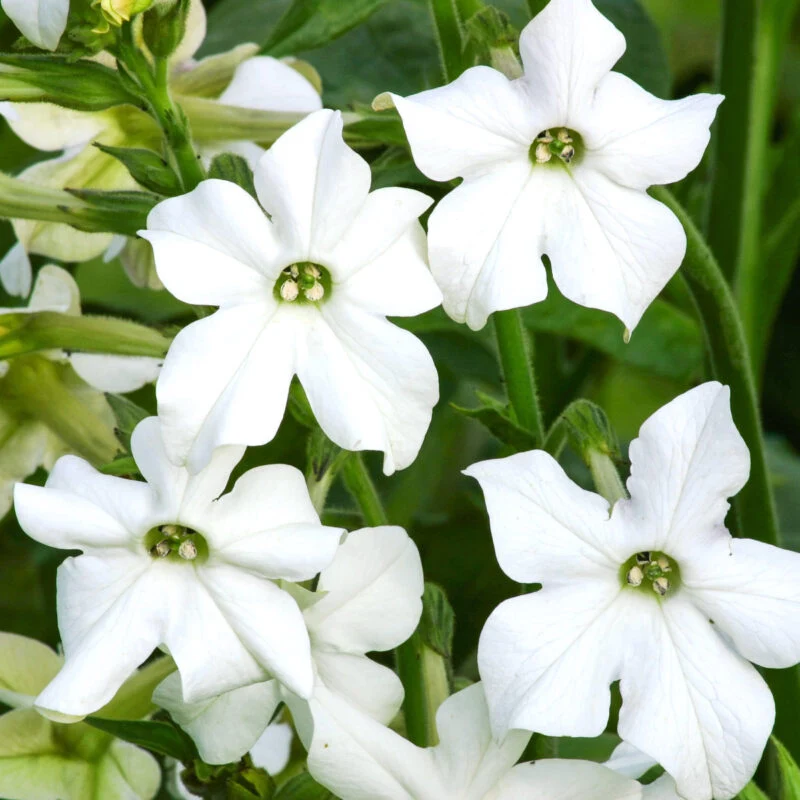 Jora Dahl | Nicotiana alata ‘Grandiflora’ (Ziertabak)