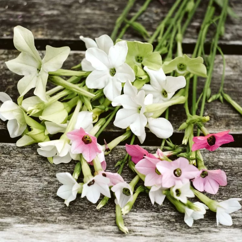 Jora Dahl | Nicotiana alata ‘Grandiflora’ (Ziertabak)