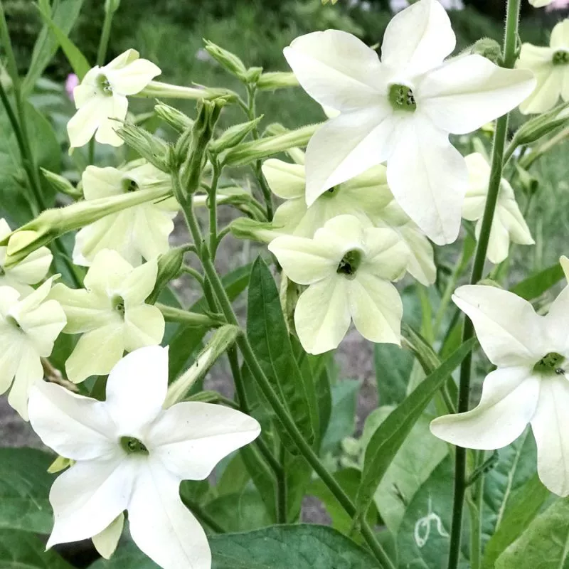 Jora Dahl | Nicotiana alata ‘Grandiflora’ (Ziertabak)