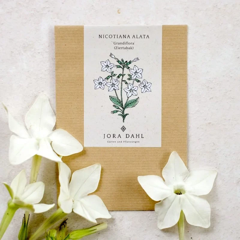 Jora Dahl | Nicotiana alata ‘Grandiflora’ (Ziertabak)