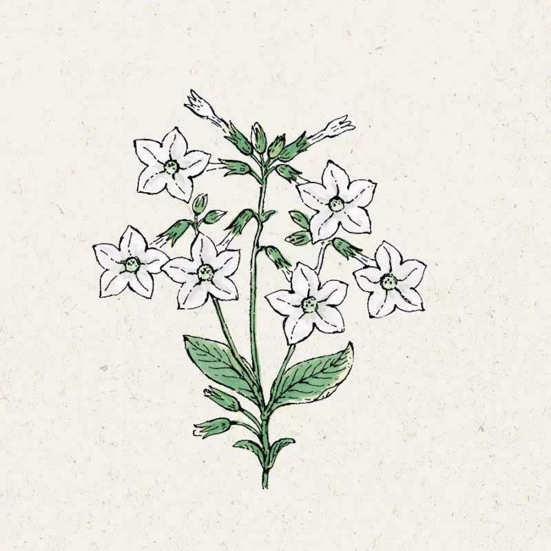 Jora Dahl | Nicotiana alata ‘Grandiflora’ (Ziertabak)