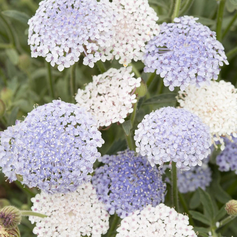 Jora Dahl | Didiscus caeruleus ‘Lace Pink’ (Blaudolde)