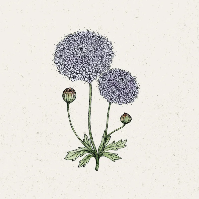 Jora Dahl | Didiscus caeruleus ‘Lace Pink’ (Blaudolde)