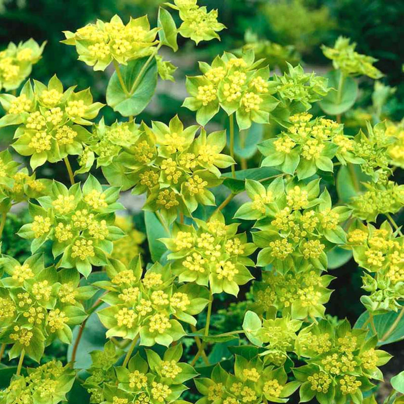 Jora Dahl | Bupleurum rotundifolium 'Griffithii' (Hasenohr)
