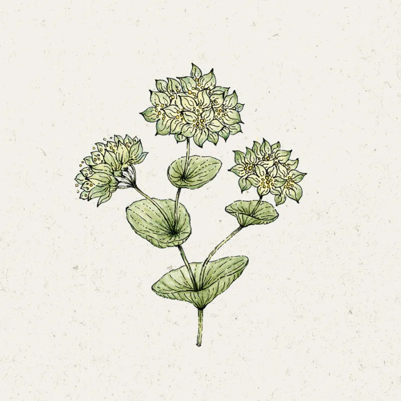 Jora Dahl | Bupleurum rotundifolium 'Griffithii' (Hasenohr)