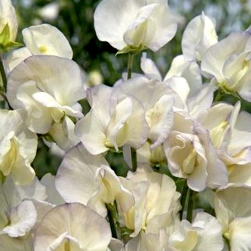 Jora Dahl | Lathyrus odoratus ‘Spencer Old Times’ (Duftwicke)