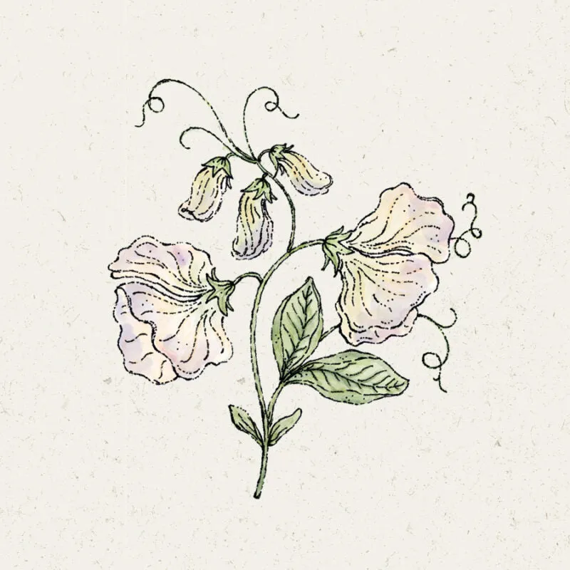 Jora Dahl | Lathyrus odoratus ‘Spencer Old Times’ (Duftwicke)