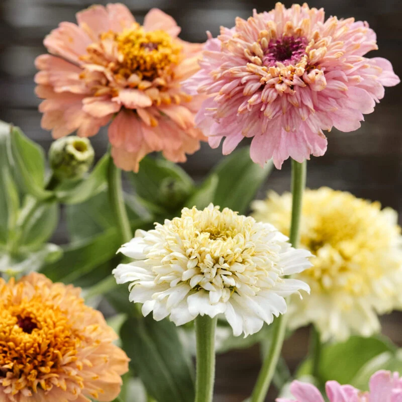 Jora Dahl | Zinnia elegans ‘Cresto! Peaches & Cream’ (Zinnie)