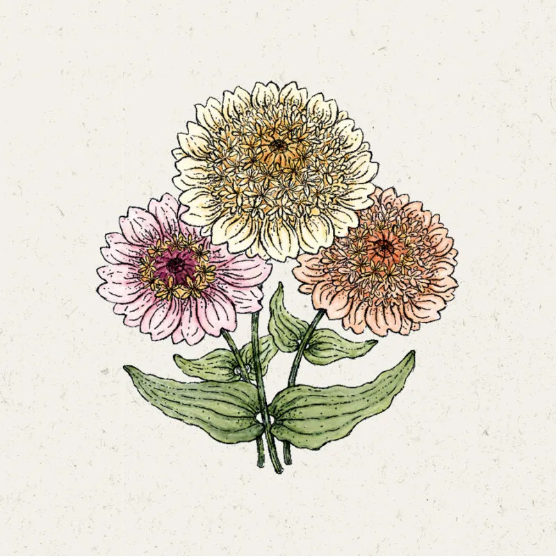 Jora Dahl | Zinnia elegans ‘Cresto! Peaches & Cream’ (Zinnie)