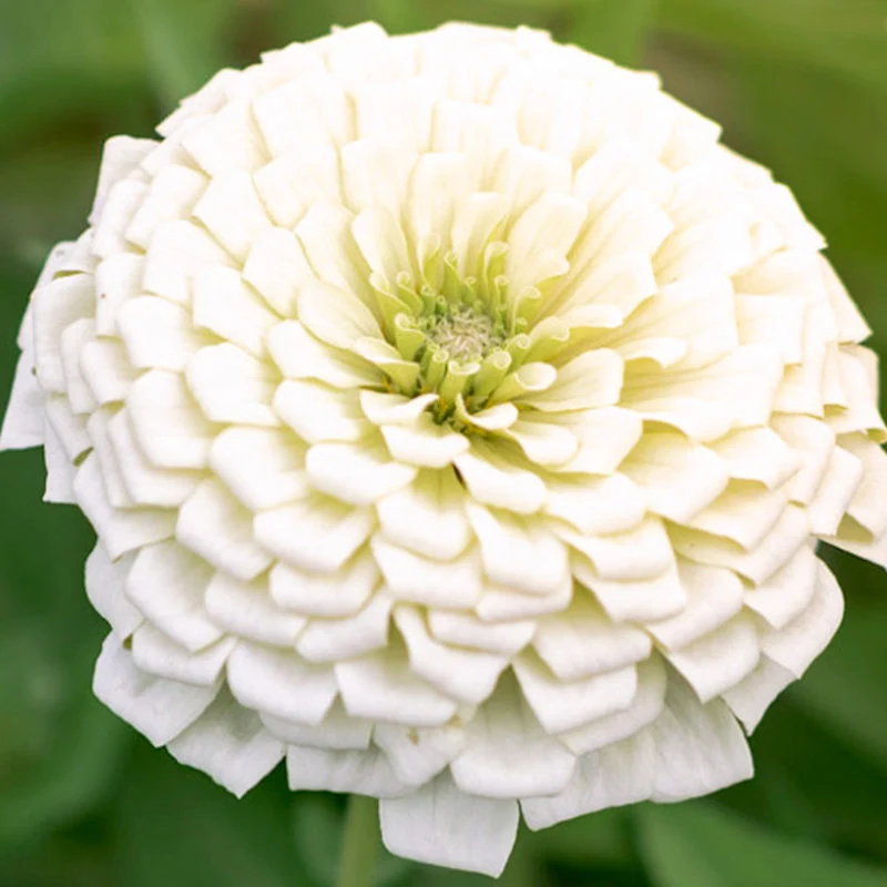 Jora Dahl | Zinnia elegans ‘Benary‘s Giant White’ (Zinnie)