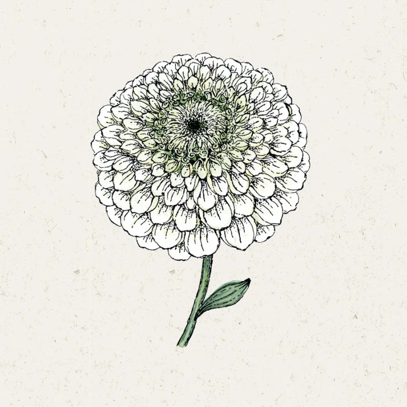 Jora Dahl | Zinnia elegans ‘Benary‘s Giant White’ (Zinnie)
