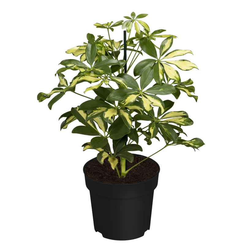 Strahlenaralie 'Gerda'