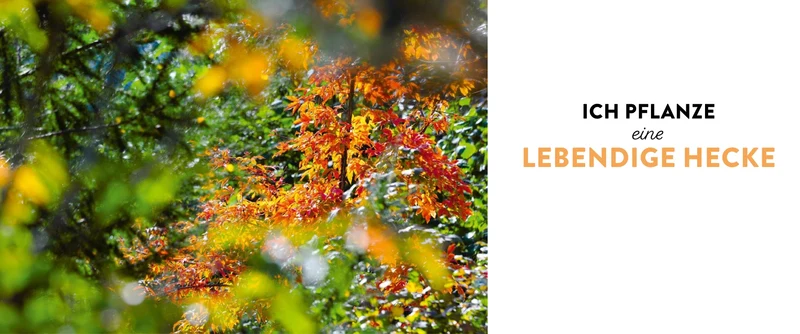 Meine lebendige Hecke | Schutz und Nahrung für viele Tiere