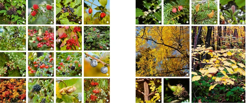 Meine lebendige Hecke | Schutz und Nahrung für viele Tiere