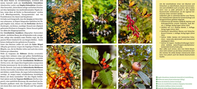 Meine lebendige Hecke | Schutz und Nahrung für viele Tiere
