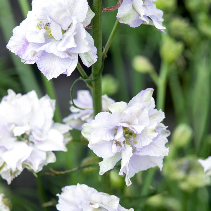 Jora Dahl | Delphinium consolida ‘Fancy Smokey Eyes’ (Rittersporn)