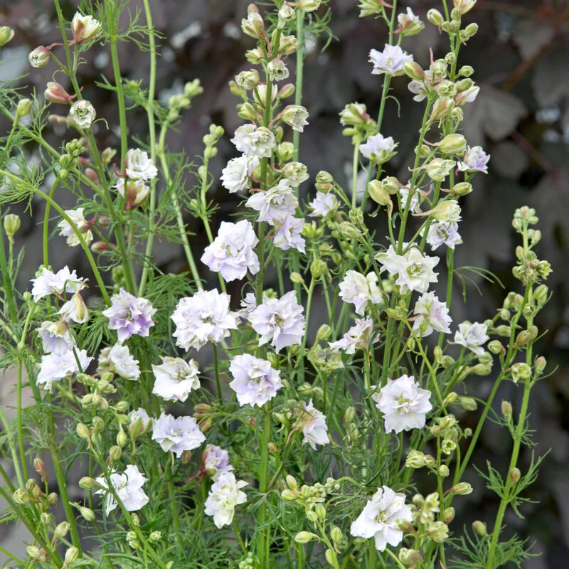 Jora Dahl | Delphinium consolida ‘Fancy Smokey Eyes’ (Rittersporn)