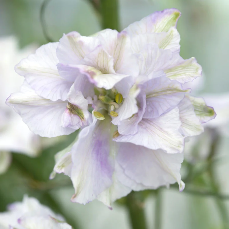Jora Dahl | Delphinium consolida ‘Fancy Smokey Eyes’ (Rittersporn)