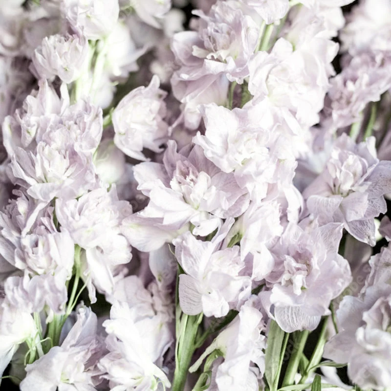 Jora Dahl | Delphinium consolida ‘Fancy Smokey Eyes’ (Rittersporn)