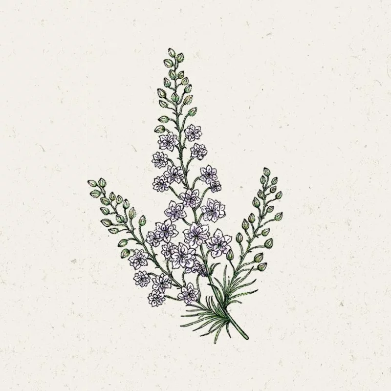 Jora Dahl | Delphinium consolida ‘Fancy Smokey Eyes’ (Rittersporn)