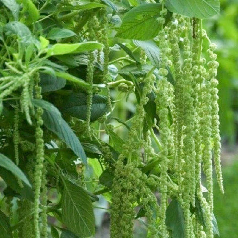 Jora Dahl | Amaranthus caudatus 'Green Cascade' (Fuchsschwanz)
