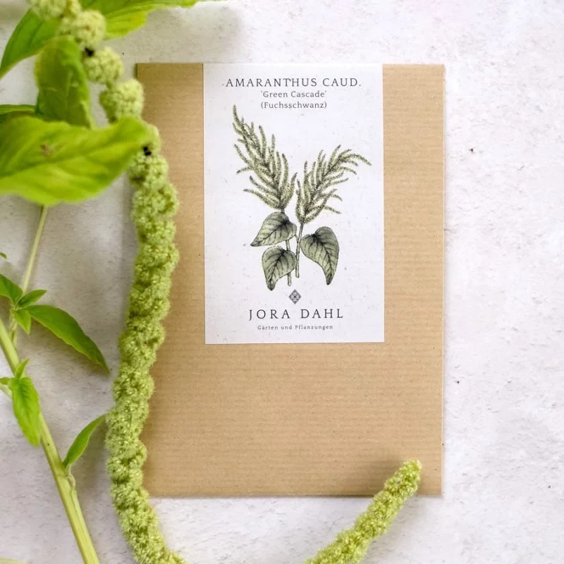Jora Dahl | Amaranthus caudatus 'Green Cascade' (Fuchsschwanz)