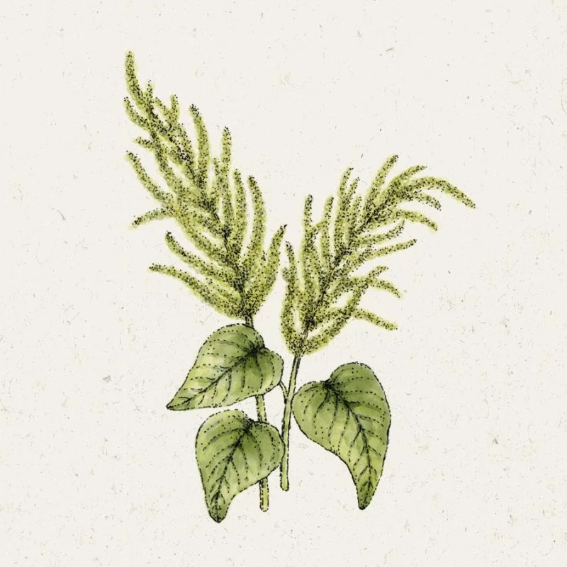 Jora Dahl | Amaranthus caudatus 'Green Cascade' (Fuchsschwanz)