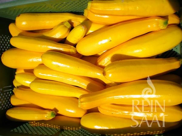 Reinsaat | Zucchini 'Gold Rush'