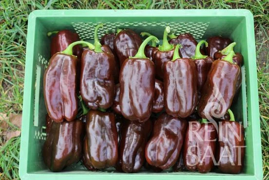 Reinsaat | Paprika 'Sweet Chocolate'