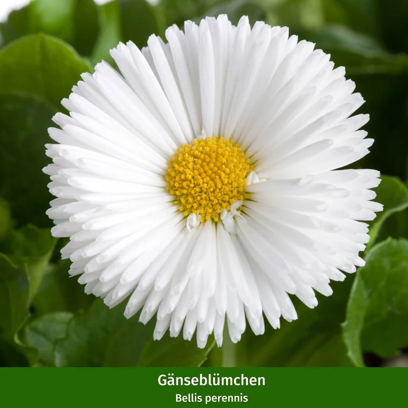 Balkonblumen "Kontrastreicher Frühlingstraum"