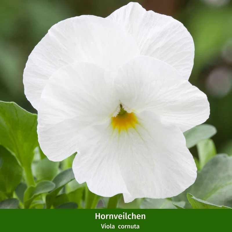 Balkonblumen "Kontrastreicher Frühlingstraum"