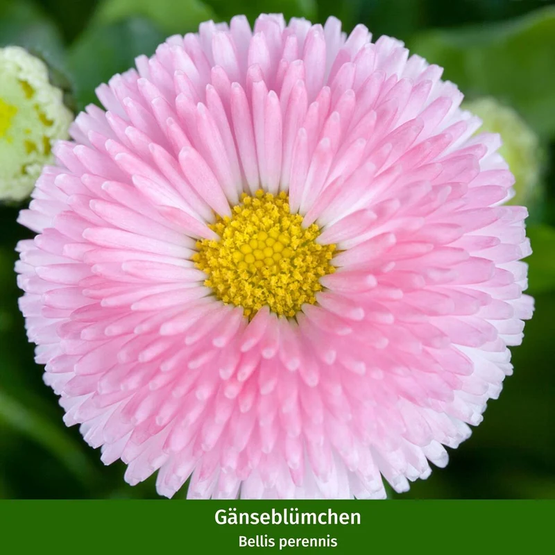 Balkonblumen "Langanhaltende Farbvielfalt"