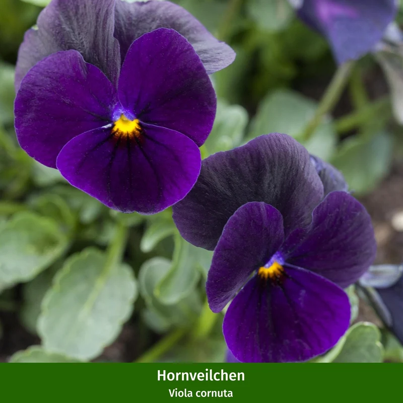Balkonblumen "Langanhaltende Farbvielfalt"