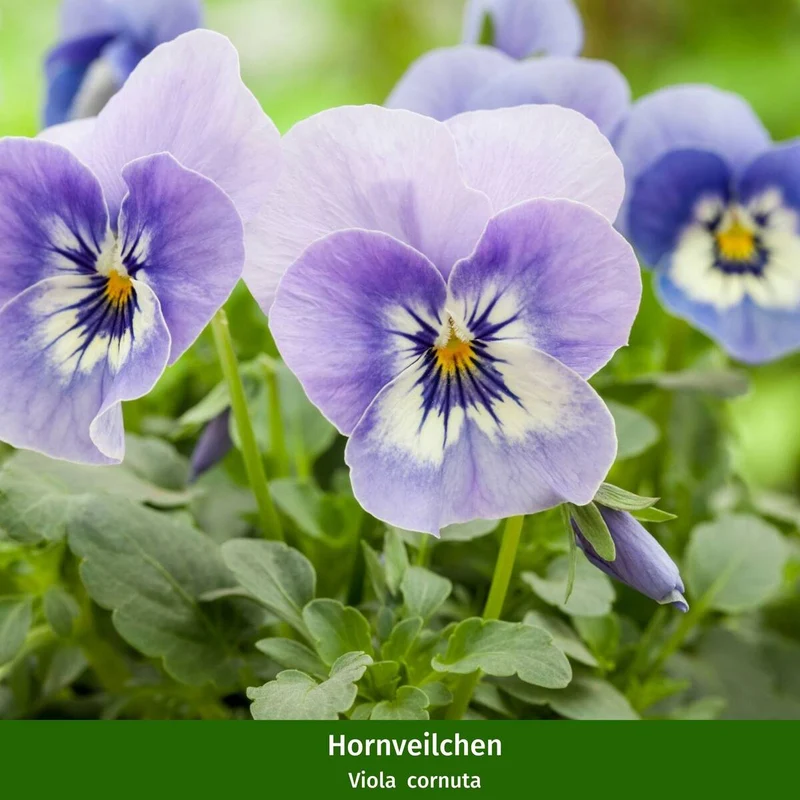 Balkonblumen "Dekorative Farbenpracht"