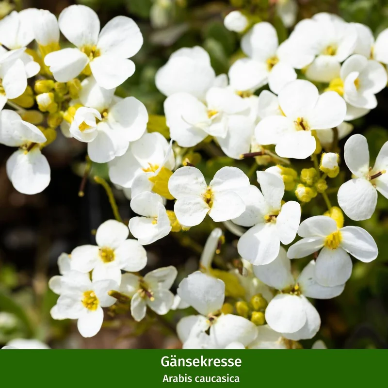 Balkonblumen "Dekorative Farbenpracht"