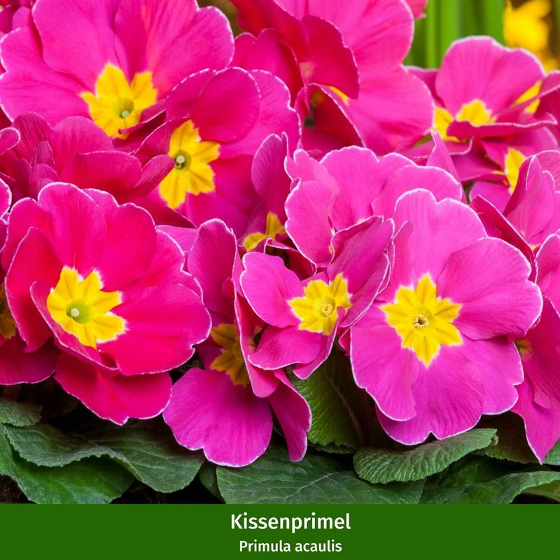 Balkonblumen "Frühlingspracht in zarten Tönen"