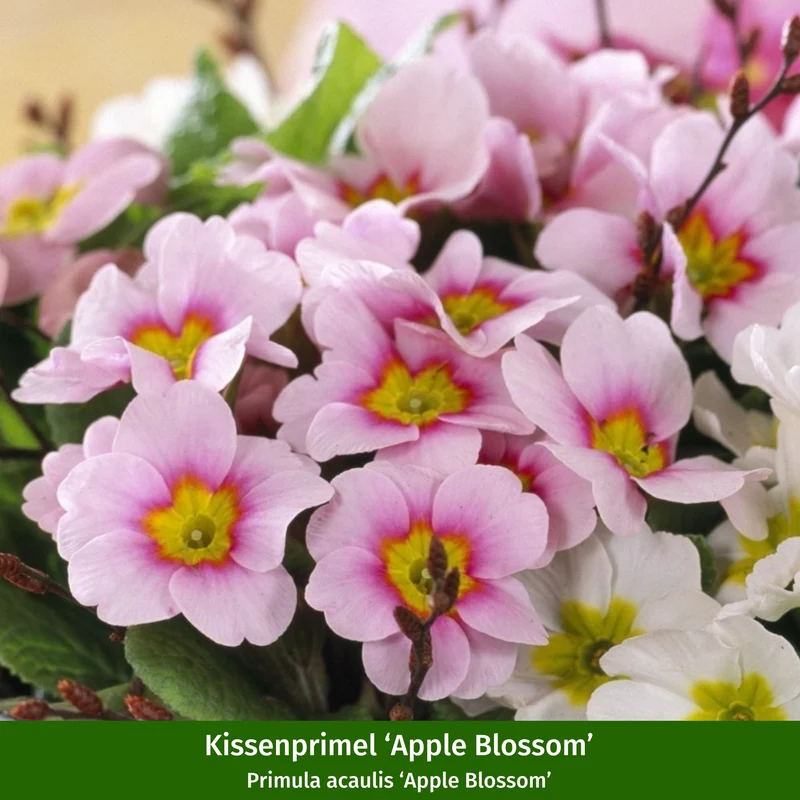 Balkonblumen "Kompakte Frühlingskissen"