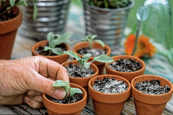 Stauden im Garten | Für Gartenprofis und die, die es noch werden wollen