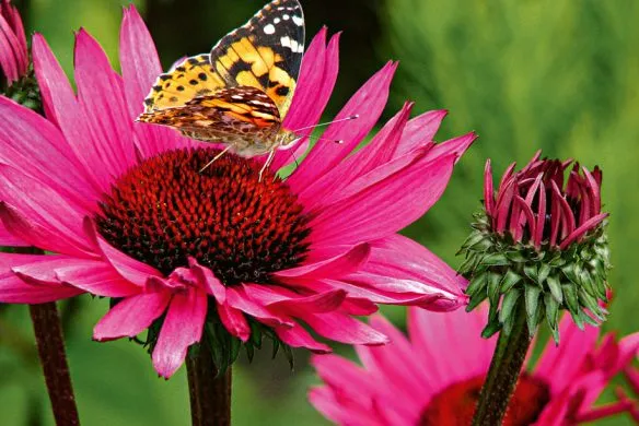 Stauden im Garten | Für Gartenprofis und die, die es noch werden wollen