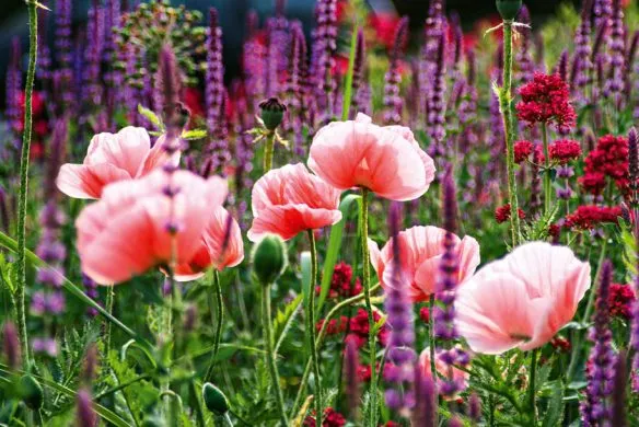 Stauden im Garten | Für Gartenprofis und die, die es noch werden wollen