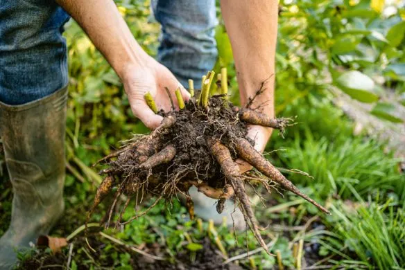 Stauden im Garten | Für Gartenprofis und die, die es noch werden wollen