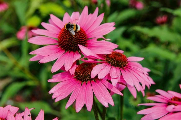 Stauden im Garten | Für Gartenprofis und die, die es noch werden wollen