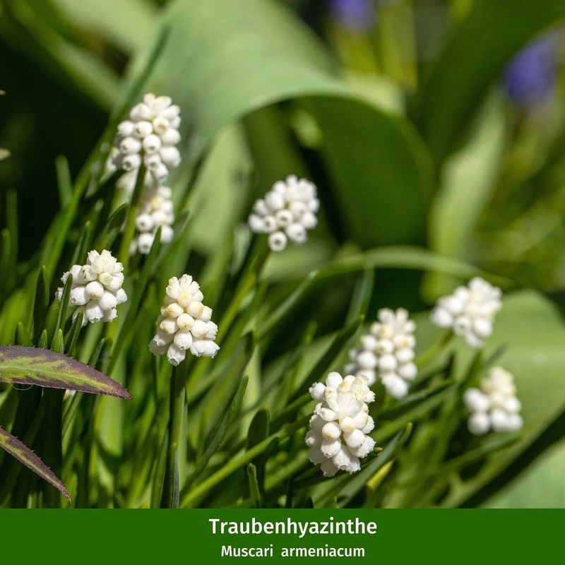 Balkonblumen "Romantischer Frühlingszauber"