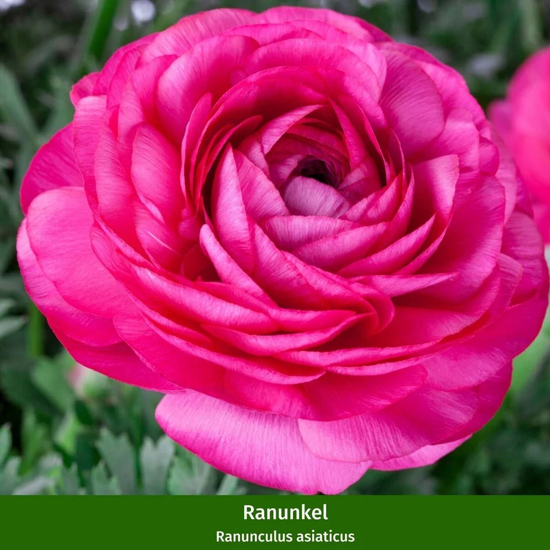 Balkonblumen "Romantischer Frühlingstraum"