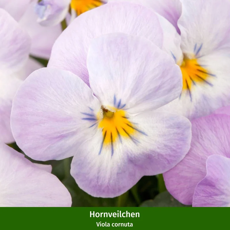 Balkonblumen "Romantischer Frühlingstraum"