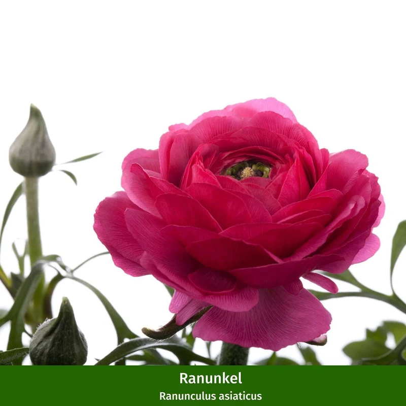 Balkonblumen "Vielseitige Blütenfreude"