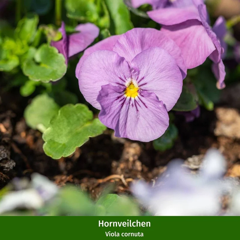 Balkonblumen "Vielfältiges Frühlingsensemble"