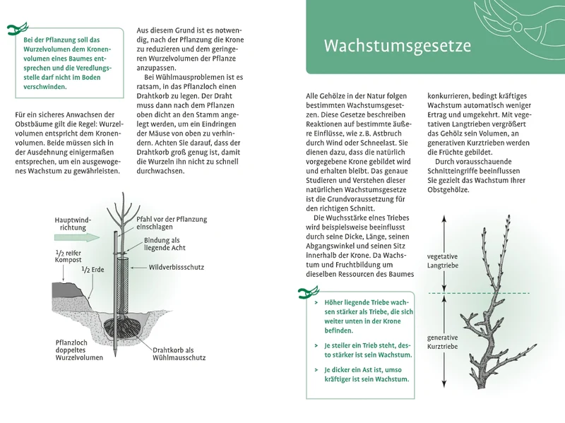 1x1 des Obstbaumschnitts | Für jede Gehölzform das passende Vorgehen